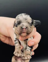 Groudon, a male Cocker Spaniel for sale in Bismarck, ND – Photo 5 of 5