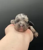 Groudon, a male Cocker Spaniel for sale in Bismarck, ND – Photo 2 of 5