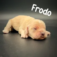 Frodo, a male Cocker Spaniel for sale in Bismarck, ND – Photo 2 of 4