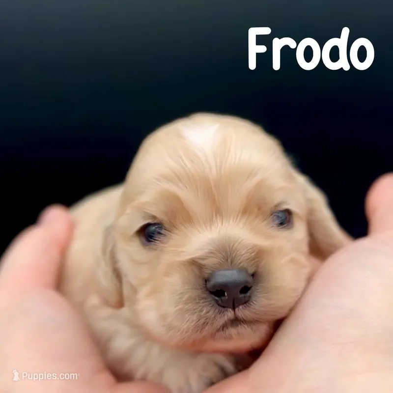 Frodo