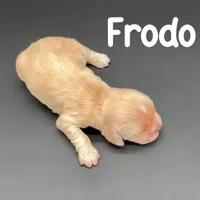 Frodo, a male Cocker Spaniel for sale in Bismarck, ND – Photo 3 of 4