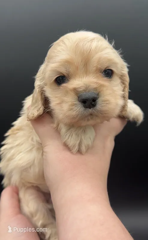 Frodo – Cocker Spaniel puppy for sale in Bismarck, ND