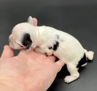 Lugia, a male Cocker Spaniel for sale in Bismarck, ND – Photo 2 of 4