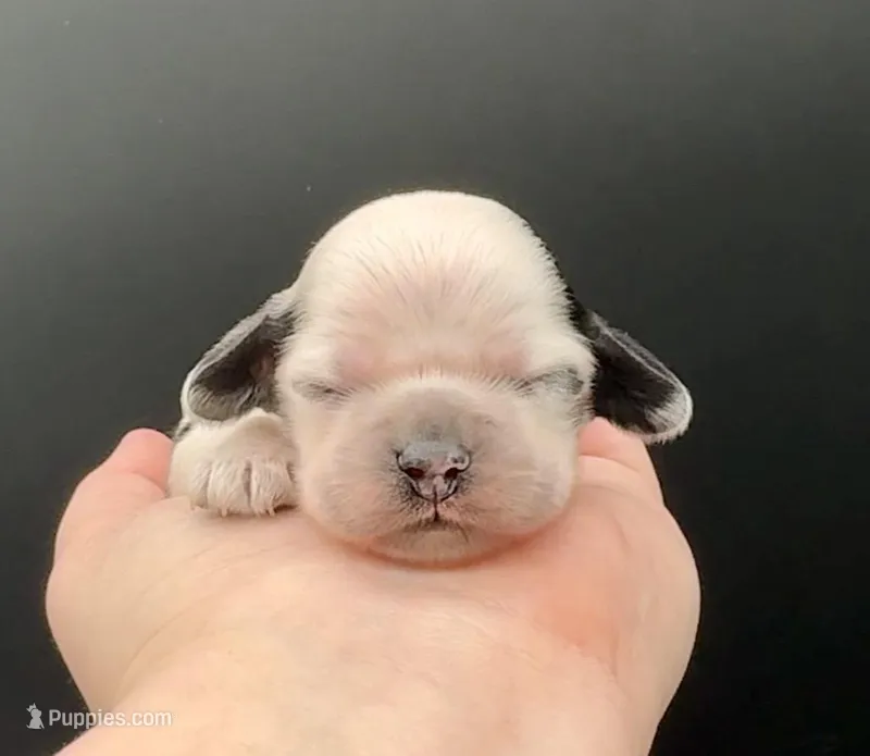 Lugia – Cocker Spaniel puppy for sale in Bismarck, ND