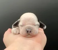 Lugia, a male Cocker Spaniel for sale in Bismarck, ND – Photo 1 of 4