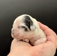 Lugia, a male Cocker Spaniel for sale in Bismarck, ND – Photo 3 of 4