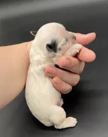 Lugia, a male Cocker Spaniel for sale in Bismarck, ND – Photo 4 of 4