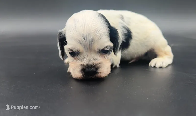 Lugia – Cocker Spaniel puppy for sale in Bismarck, ND