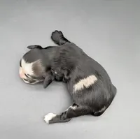 Lucario, a male Cocker Spaniel for sale in Bismarck, ND – Photo 4 of 5