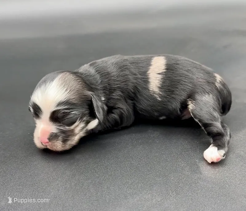 Lucario – Cocker Spaniel puppy for sale in Bismarck, ND