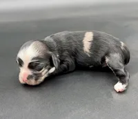 Lucario, a male Cocker Spaniel for sale in Bismarck, ND – Photo 1 of 5