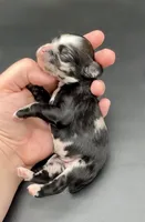 Lucario, a male Cocker Spaniel for sale in Bismarck, ND – Photo 5 of 5