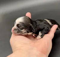 Lucario, a male Cocker Spaniel for sale in Bismarck, ND – Photo 3 of 5