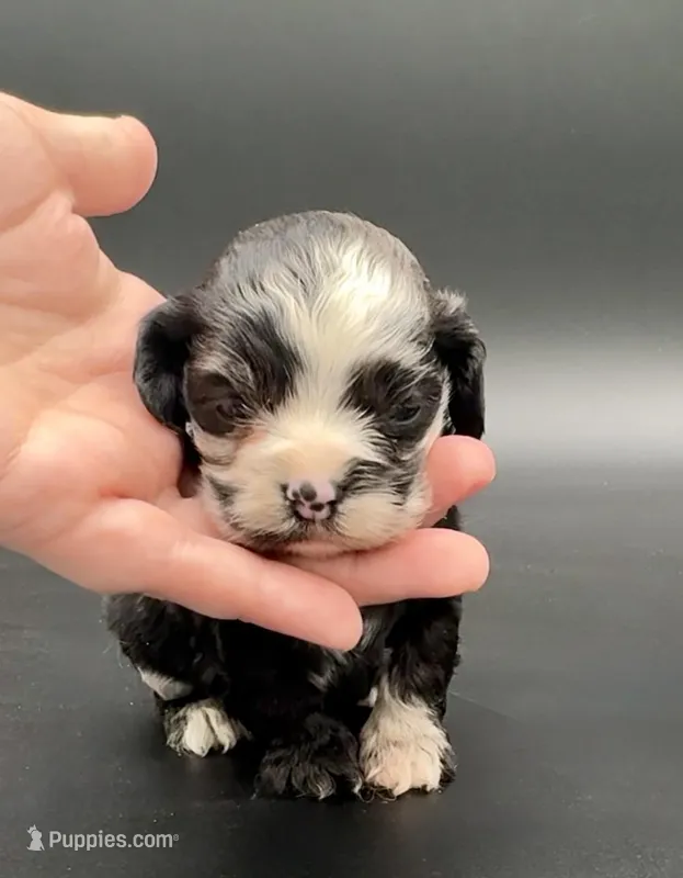 Lucario – Cocker Spaniel puppy for sale in Bismarck, ND