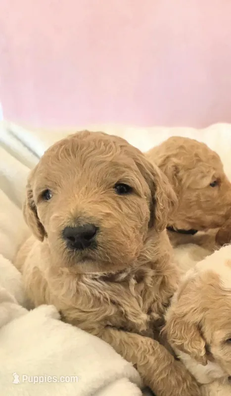 Justin, a male Goldendoodle for sale in Melrose Park, IL – Photo 1 of 1