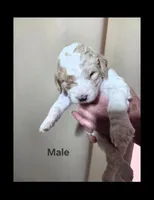 Will, a male Goldendoodle for sale in Melrose Park, IL – Photo 3 of 3