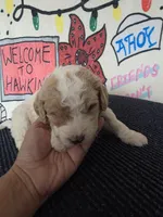 Will, a male Goldendoodle for sale in Melrose Park, IL – Photo 2 of 3