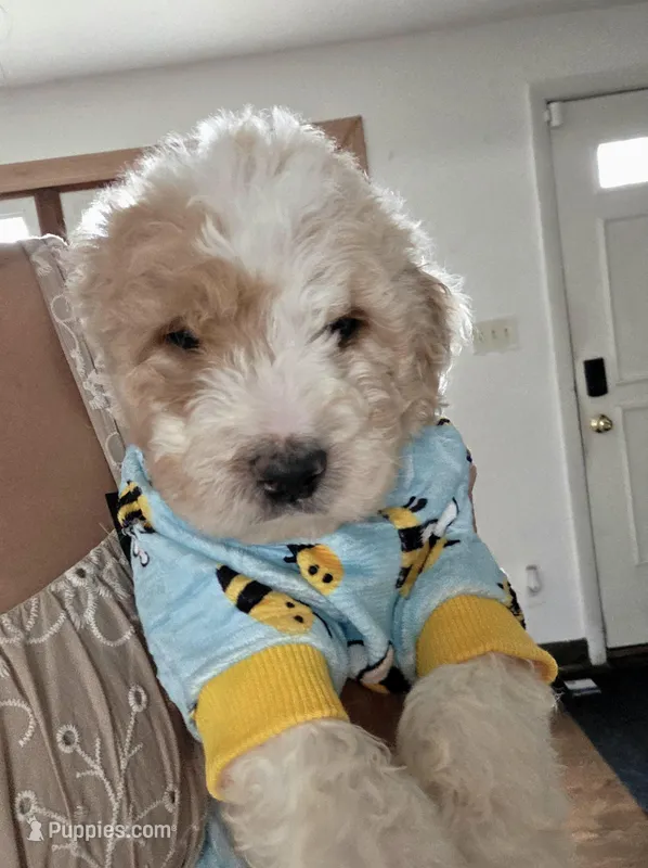 Will – Goldendoodle puppy for sale in Melrose Park, IL
