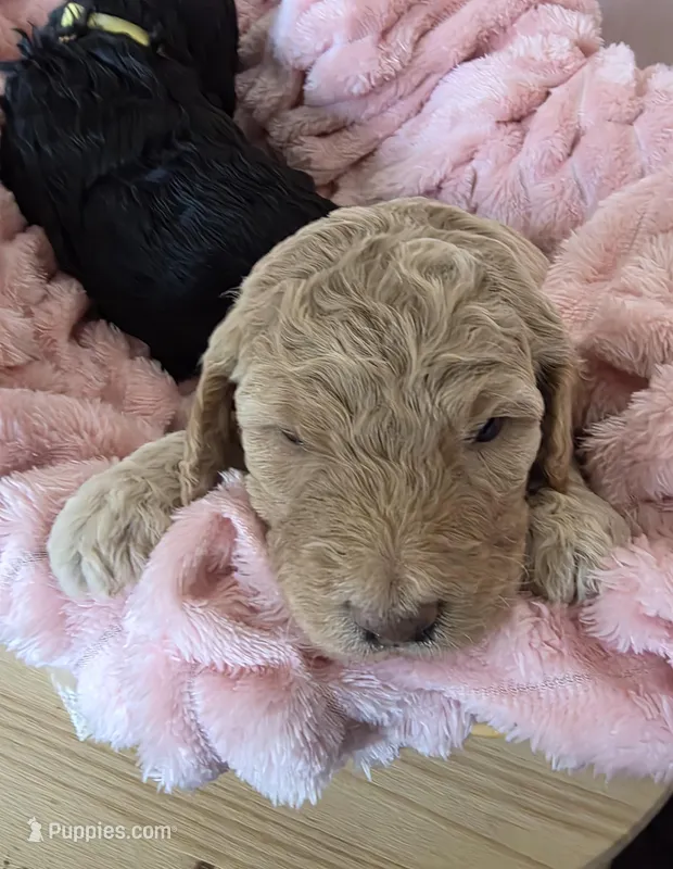 Max, a female Goldendoodle for sale in Melrose Park, IL – Photo 1 of 1