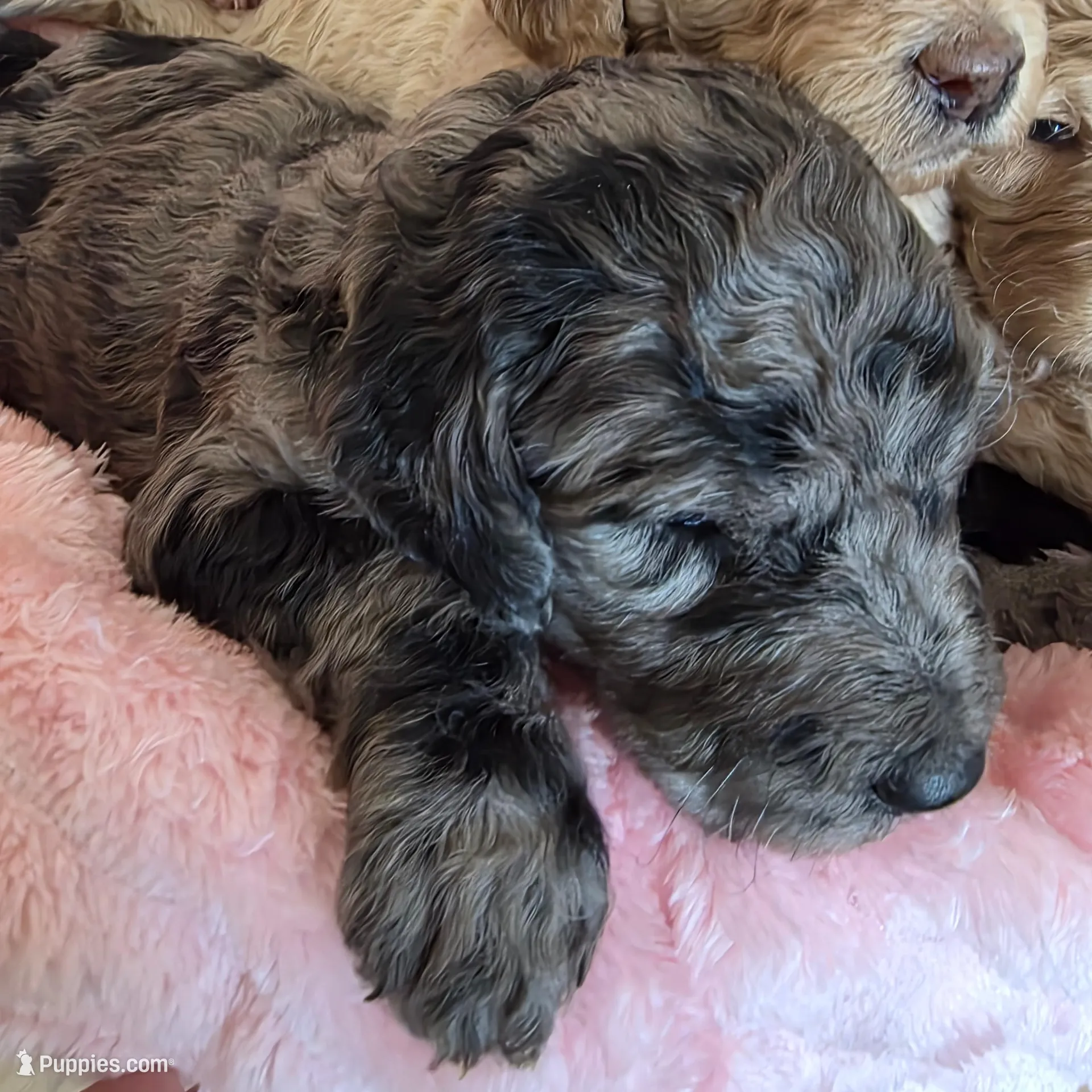 Joyce, a female Goldendoodle for sale in Melrose Park, IL – Photo 1 of 1