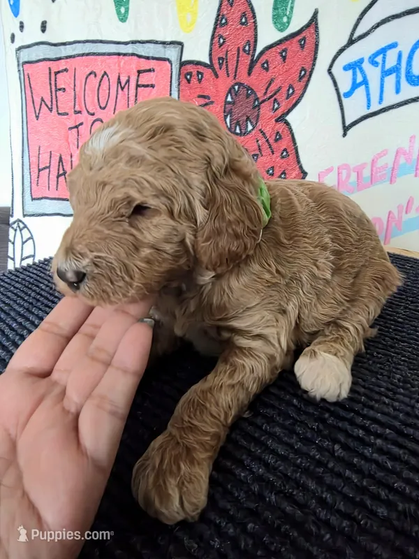 Lucas, a male Goldendoodle for sale in Melrose Park, IL – Photo 1 of 1