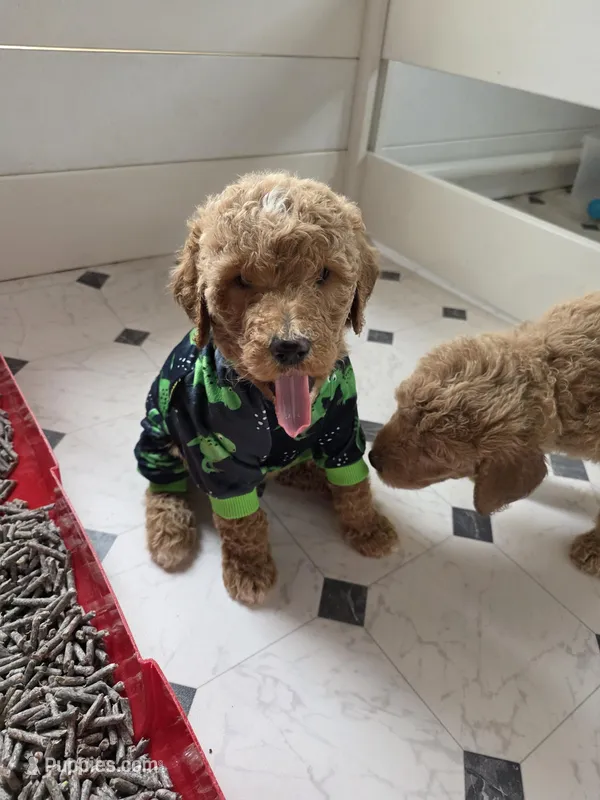 Lucas – Goldendoodle puppy for sale in Melrose Park, IL