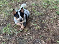 Lizzie, a female Australian Cattle Dog for sale in Cumby, TX – 5 of 5
