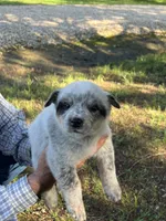 Bandit, a male Australian Cattle Dog for sale in Cumby, TX – 2 of 6