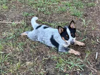 Lizzie, a female Australian Cattle Dog for sale in Cumby, TX – 4 of 5