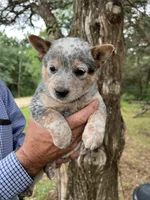 Reba, a female Australian Cattle Dog for sale in Cumby, TX – 3 of 6