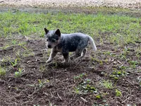 Reba, a female Australian Cattle Dog for sale in Cumby, TX – 5 of 6