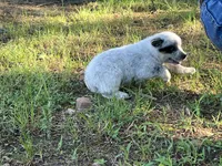 Bandit, a male Australian Cattle Dog for sale in Cumby, TX – 5 of 6