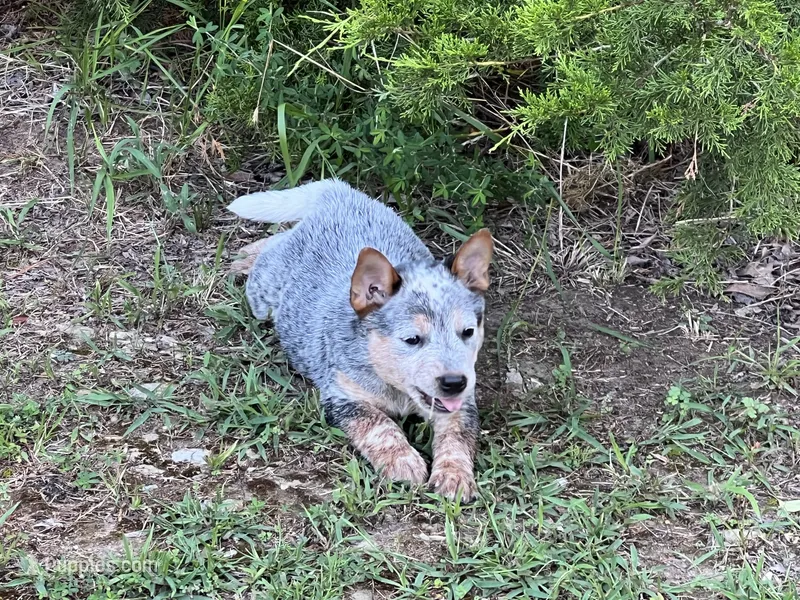 Reba – Australian Cattle Dog puppy for sale in Cumby, TX