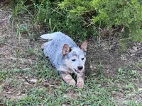 Reba, a female Australian Cattle Dog for sale in Cumby, TX – 1 of 6