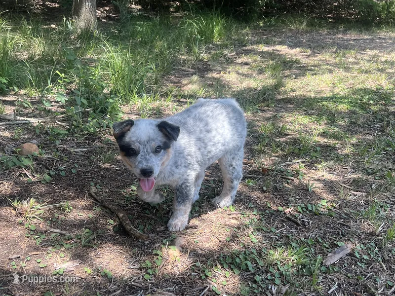 Bandit – Australian Cattle Dog puppy for sale in Cumby, TX