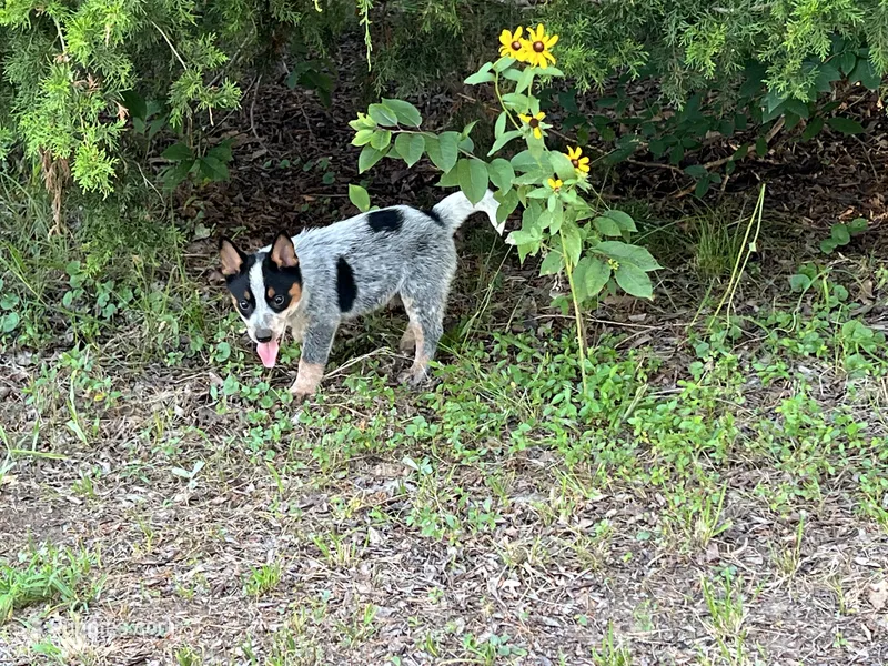 Lizzie – Australian Cattle Dog puppy for sale in Cumby, TX