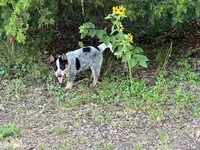 Lizzie, a female Australian Cattle Dog for sale in Cumby, TX – 1 of 5