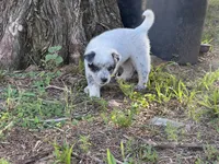 Bandit, a male Australian Cattle Dog for sale in Cumby, TX – 3 of 6
