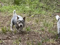 Reba, a female Australian Cattle Dog for sale in Cumby, TX – 2 of 6