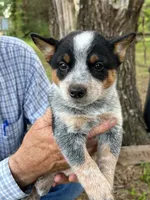 Lizzie, a female Australian Cattle Dog for sale in Cumby, TX – 3 of 5