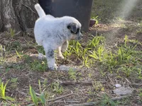 Bandit, a male Australian Cattle Dog for sale in Cumby, TX – 6 of 6