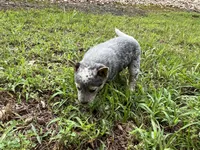 Reba, a female Australian Cattle Dog for sale in Cumby, TX – 4 of 6