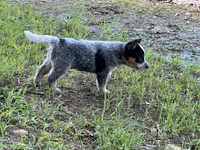 Lizzie, a female Australian Cattle Dog for sale in Cumby, TX – 2 of 5
