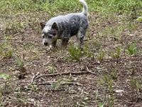 Reba, a female Australian Cattle Dog for sale in Cumby, TX – 6 of 6
