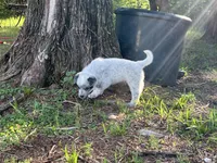Bandit, a male Australian Cattle Dog for sale in Cumby, TX – 4 of 6