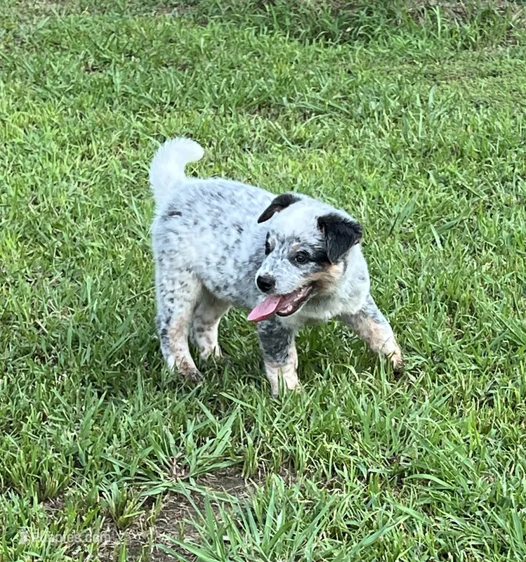 Bandit – Australian Cattle Dog puppy for sale in Cumby, TX
