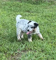Bandit, a male Australian Cattle Dog for sale in Cumby, TX – 1 of 6
