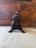 8f, a female Cane Corso for sale in Stuart, IA – Photo 4 of 4