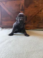 8f, a female Cane Corso for sale in Stuart, IA – Photo 2 of 4