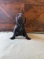 8f, a female Cane Corso for sale in Stuart, IA – Photo 3 of 4